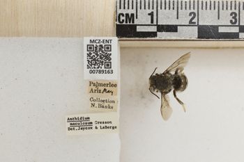 Media type: image;   Entomology 789163 Aspect: Labels